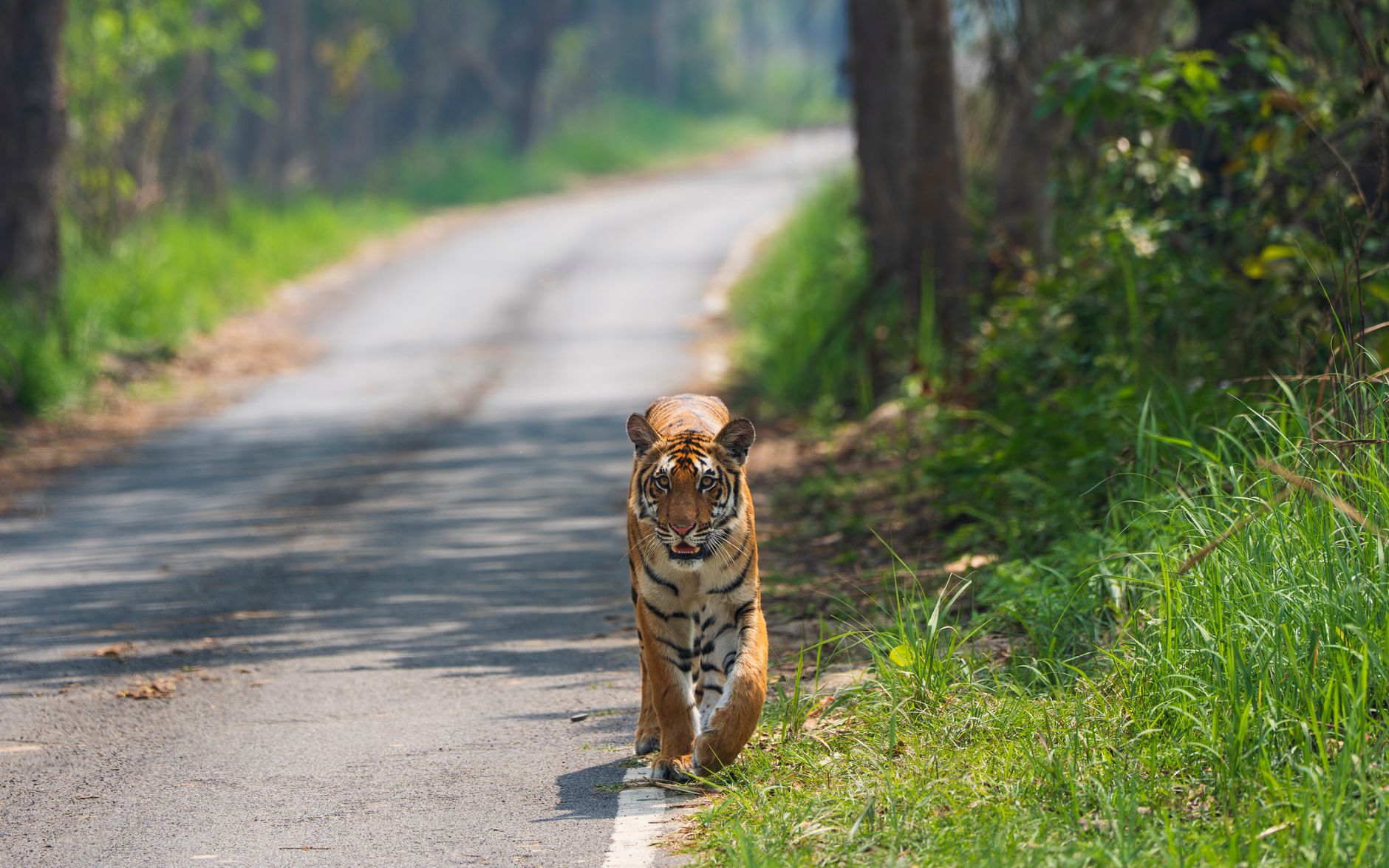 National Parks India