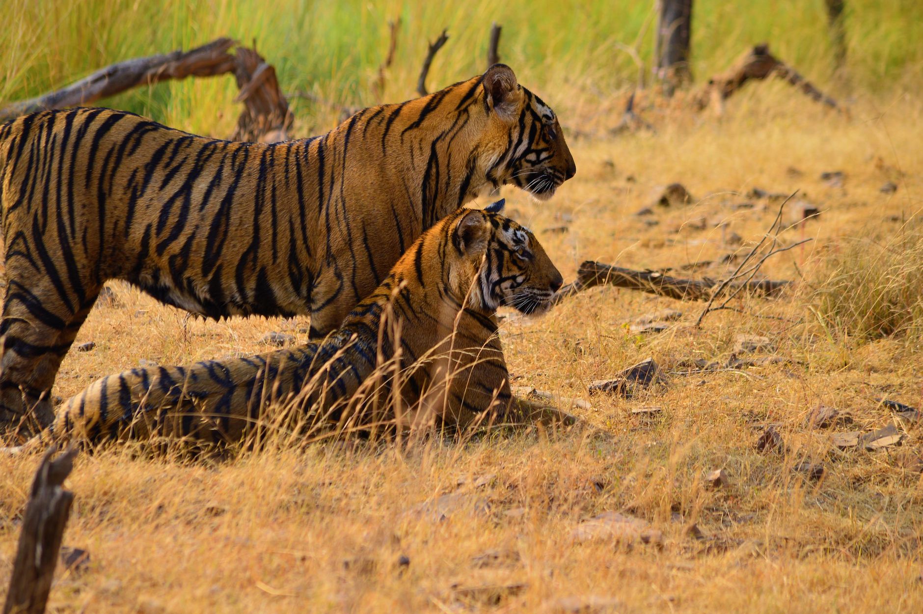tiger safari season